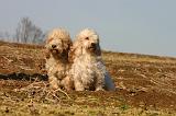 PTIT BASSET GRIFFON V.  045